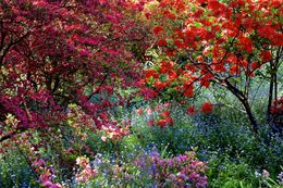 Photography, Garden Wild, II, André Baranowski